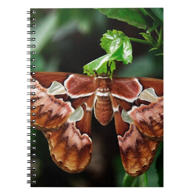 Cuaderno Hermoso Atlas Moth (Frente)