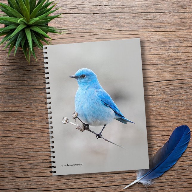 Cuaderno Hermoso Bluebird (Beautiful Mountain Bluebird on the Tansy Journal Cover Photo)