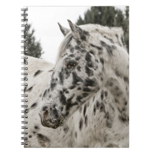 Cuaderno Hermoso caballo Appaloosa blanco y negro