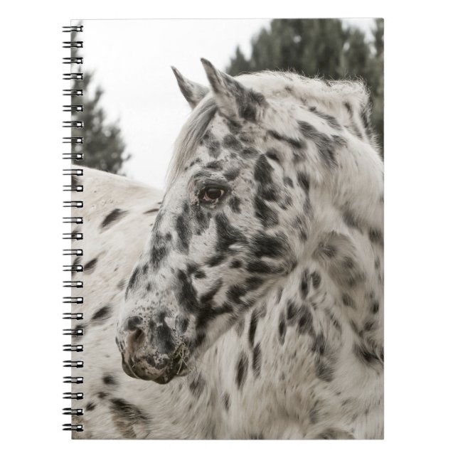 Cuaderno Hermoso caballo Appaloosa blanco y negro (Frente)