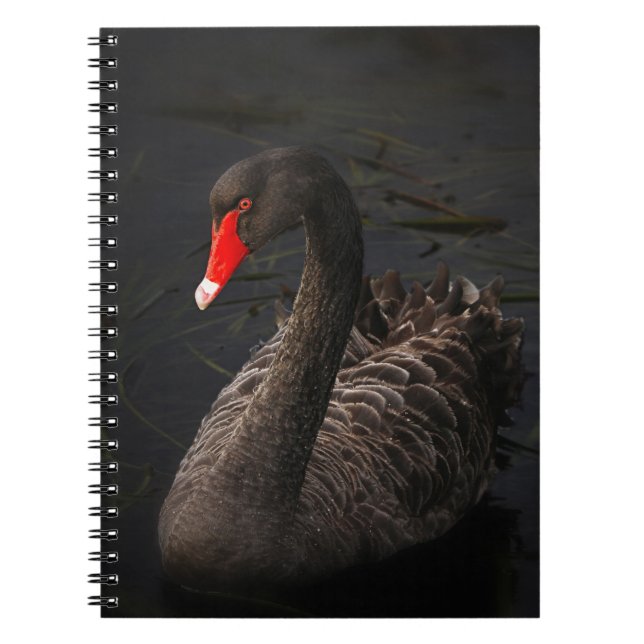 Cuaderno Hermoso cisne negro con un brillante pico rojo (Frente)