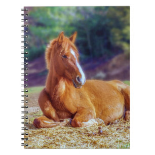 Cuaderno Hermoso Colt de caballos