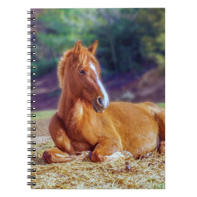 Cuaderno Hermoso Colt de caballos (Frente)