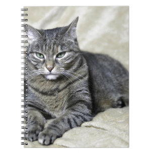 Cuaderno Hermoso gato