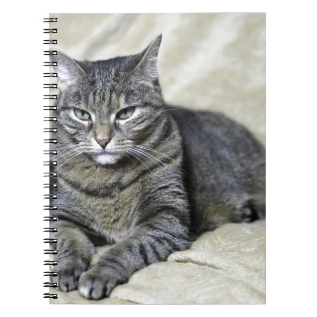 Cuaderno Hermoso gato (Frente)