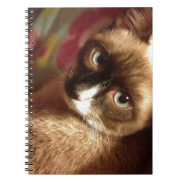 Cuaderno Hermoso gato marrón