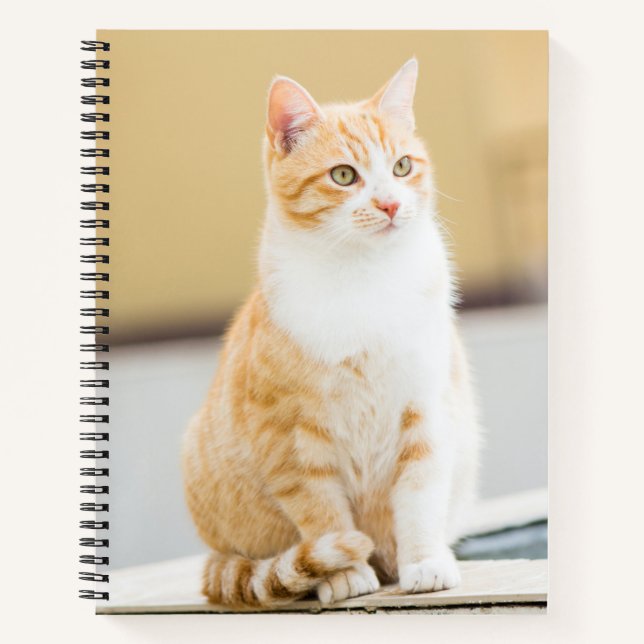 Cuaderno Hermoso gato rojo (Anverso)