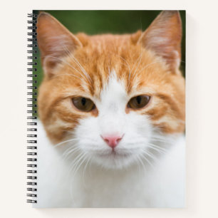 Cuaderno Hermoso gato rojo