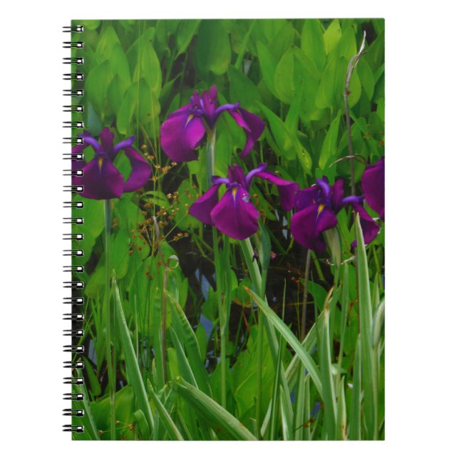 Cuaderno Hermoso Iris Morado (Frente)