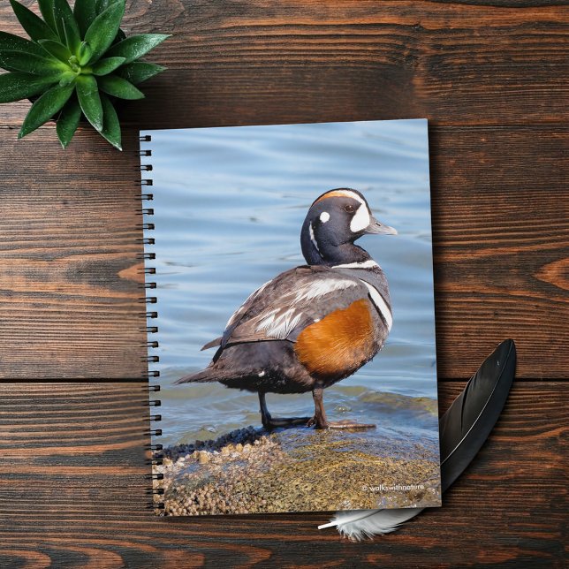 Cuaderno Hermoso pato Harlequin en la roca (Beautiful Harlequin Duck at the Beach Journal Cover Photo)
