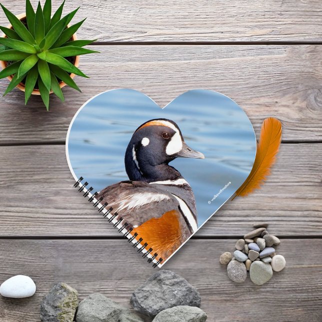 Cuaderno Hermoso pato Harlequin en la roca (Beautiful Harlequin Duck at the Beach Journal Cover Photo)