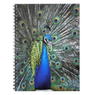 Cuaderno Hermoso pavo real desplegando plumas coloridas