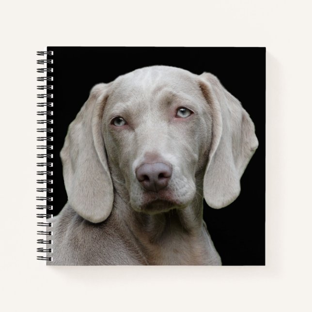 Cuaderno Hermoso perro de caza de Weimaraner (Anverso)