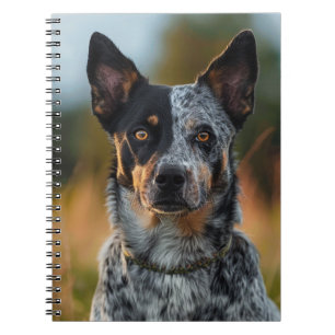 CUADERNO HERMOSO PERRO DE GANADO AUSTRALIANO EN CAMPO