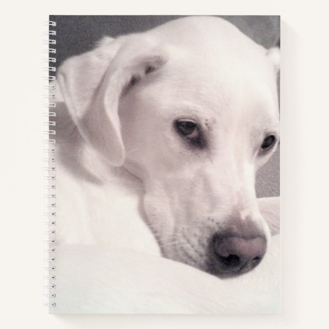 Cuaderno Hermoso Regal Blanco Labrador Mezcla Perro Gris No (Anverso)