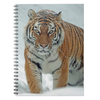 Cuaderno Hermoso tigre en nieve