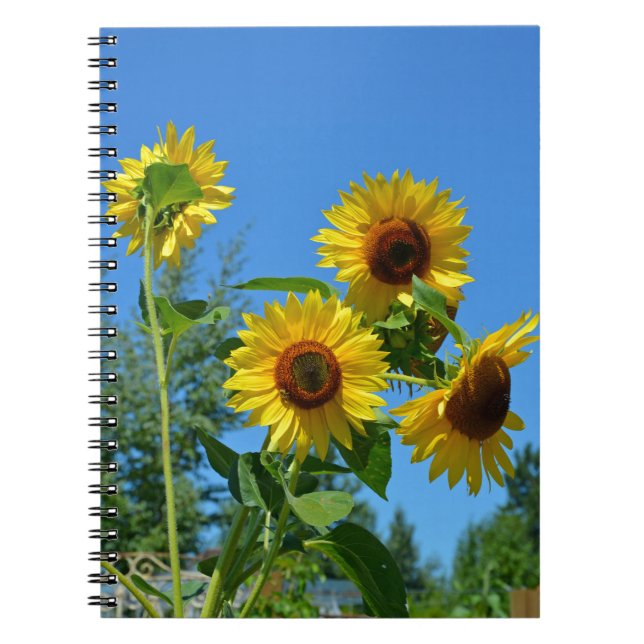 Cuaderno Hermosos girasoles amarillos (Frente)