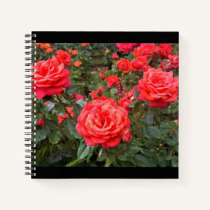 Cuaderno Hermosos Rosas, Portland, Oregón