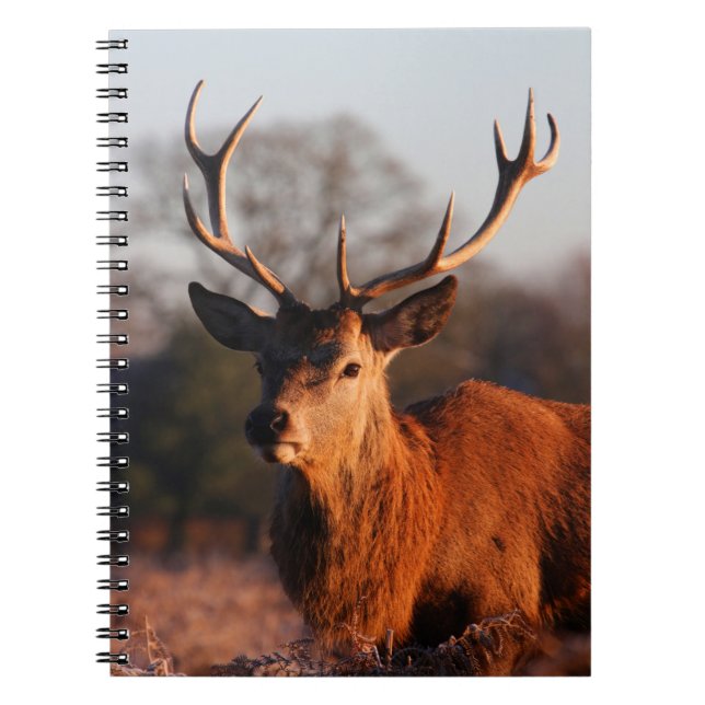 CUADERNO HI DEER (Frente)