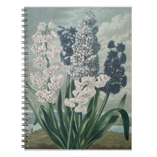 Cuaderno Hiacintos (1807) - Exquisito vino