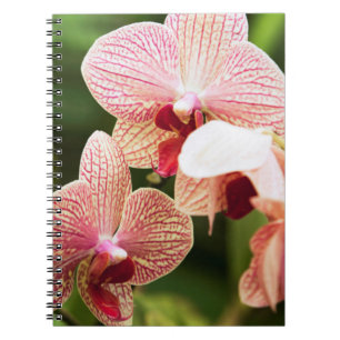Cuaderno Híbrido de orquídea naranja, Sudáfrica
