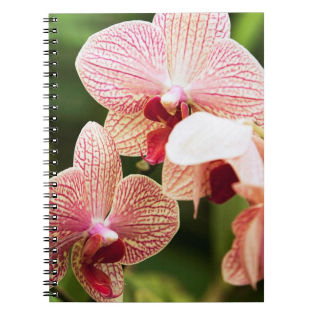 Cuaderno Híbrido de orquídea naranja, Sudáfrica (Frente)