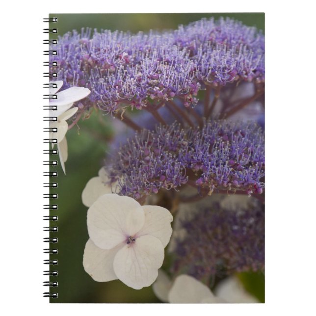 Cuaderno Hidrangea florecimiento, Dr. Sun Yat-Sen jardín ch (Frente)