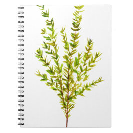 Cuaderno Hierbas aromáticas