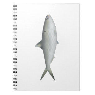 Cuaderno Hilsa Shad