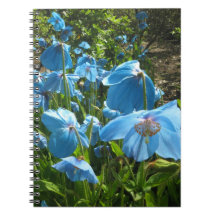 Cuaderno Himalayan de la página de la amapola azul