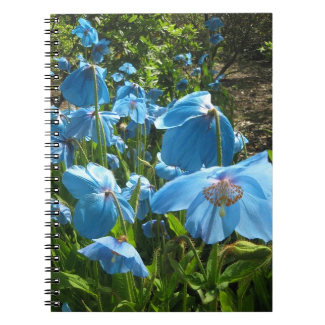 Cuaderno Himalayan de la página de la amapola azul (Frente)