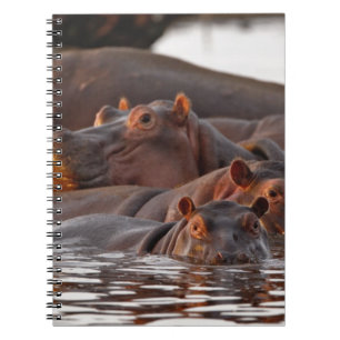 Cuaderno Hipopótamo, Hippopotamus amphibius, Lago