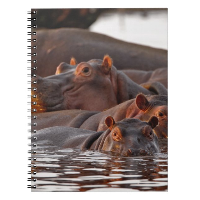 Cuaderno Hipopótamo, Hippopotamus amphibius, Lago (Frente)