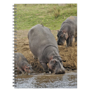 Cuaderno Hipopótamo, Hippopotamus amphibius, Serengeti