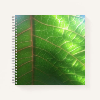 Cuaderno Hoja de Poinsettia con luz natural