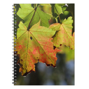 Cuaderno Hojas de caída coloridas