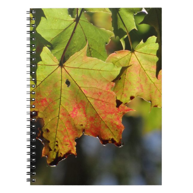Cuaderno Hojas de caída coloridas (Frente)