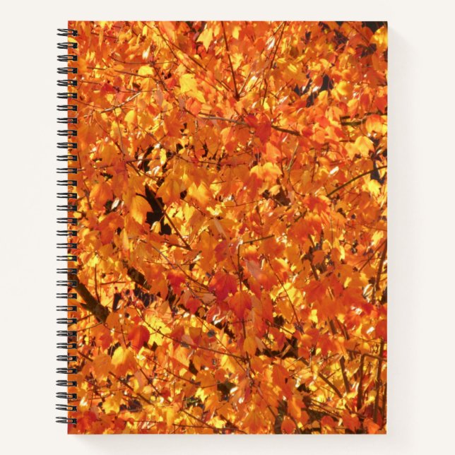 Cuaderno Hojas de otoño en el árbol - fotografía. (Anverso)