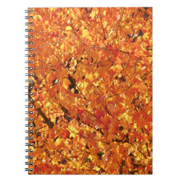 Cuaderno Hojas de otoño en el árbol - fotografía.