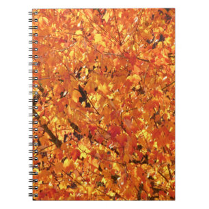 Cuaderno Hojas de otoño en el árbol - fotografía.