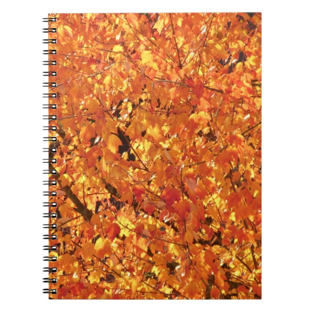 Cuaderno Hojas de otoño en el árbol - fotografía. (Frente)