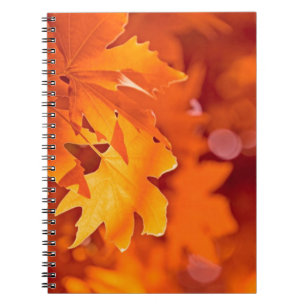 Cuaderno Hojas otoñales