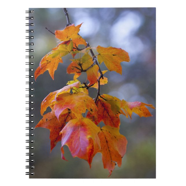 Cuaderno Hojas otoñales (Frente)