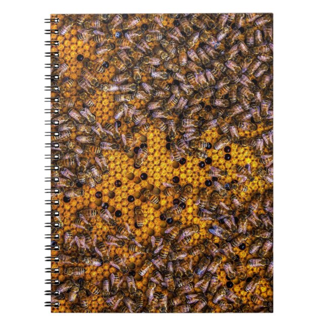 CUADERNO HONEY BEES (Frente)