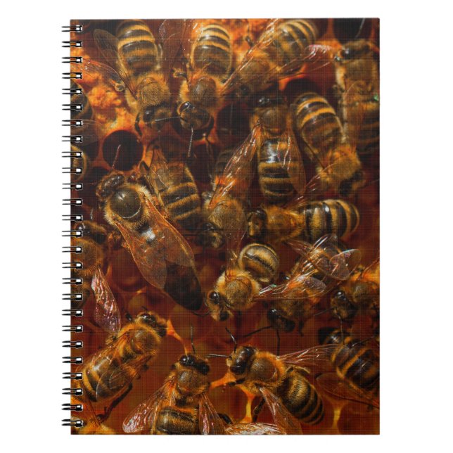 CUADERNO HONEYBEES 7 (Frente)