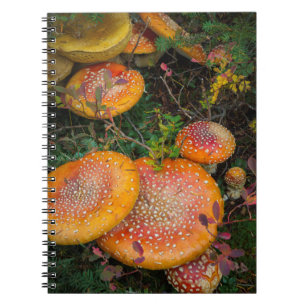 Cuaderno Hongos agaric volados en el lago Mowich