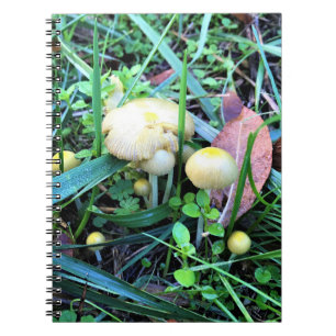 Cuaderno Hongos Amarillos Cutos, Oregón