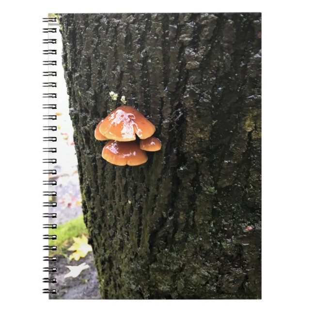 Cuaderno Hongos en un árbol, Oregón (Frente)