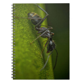 Cuaderno Hormiga Negra Ocupada en una Hoja Verde