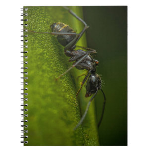 Cuaderno Hormiga Negra Ocupada en una Hoja Verde